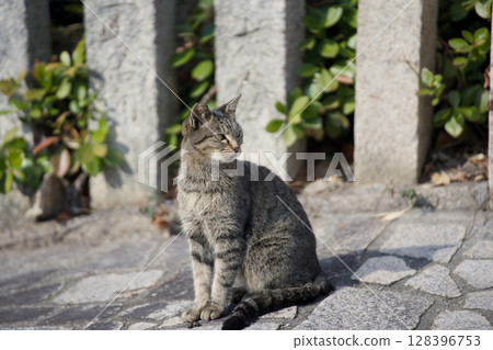 Landscape with a cat 128396753