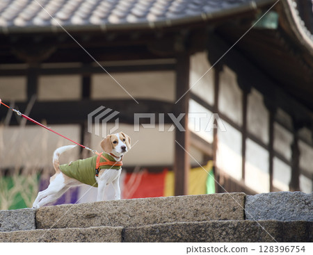 比格犬在寺廟周圍散步 比格犬在寺廟周圍散步 128396754