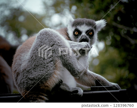 觀看蜥蜴棕色狐猴 128396760