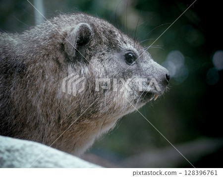 Cape Hilux 128396761