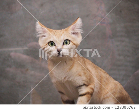 沙貓抬頭 128396762