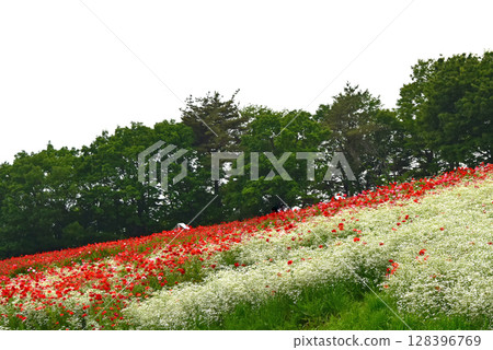 美麗的罌粟花 美麗的罌粟花 128396769