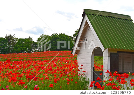 美麗的罌粟花 128396770