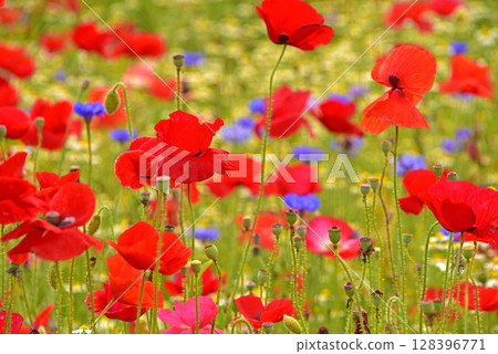 Gorgeous poppies 128396771