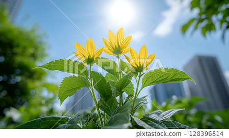 Bright Yellow Flowers Blooming Under Clear Blue Sky with Sunlight and Urban Backdrop Bright Yellow Flowers Blooming Under Clear Blue Sky with Sunlight and Urban Backdrop 128396814
