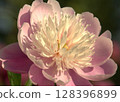 Peony root 128396899