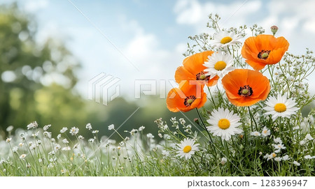 Vibrant Orange Poppies and White Daisies Blooming in a Sunny Natural Landscape 128396947