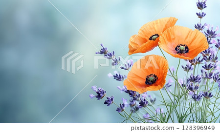 Bright Orange Poppies Surrounded by Delicate Lavender Blooms on Soft Blurred Background 128396949