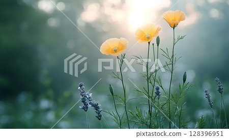 Bright Yellow Poppies Against Soft Green Background in Morning Fog with Lavender Plants 128396951