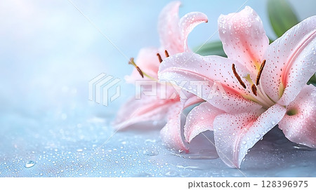 Delicate Pink Lilies with Water Drops on Soft Blue Background in Natural Light Delicate Pink Lilies with Water Drops on Soft Blue Background in Natural Light 128396975