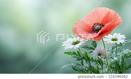 Vibrant poppy flower surrounded by delicate daisies with water droplets on petals 128396982