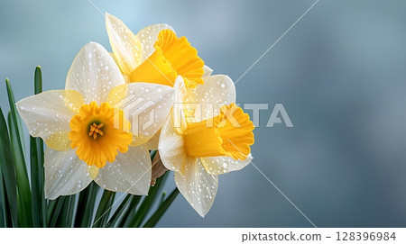 Bright Yellow Daffodils Blooms with Dew Drops in Fresh Green Leaves Against Soft Background 128396984