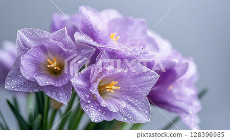 Vibrant Purple Flowers with Dew Drops on Petals Capturing Natural Beauty and Freshness Vibrant Purple Flowers with Dew Drops on Petals Capturing Natural Beauty and Freshness 128396985