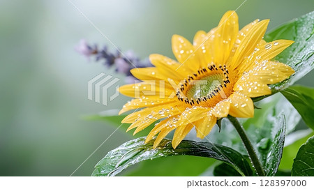 Bright Yellow Sunflower with Water Droplets on Petals Against a Soft Green Background 128397000
