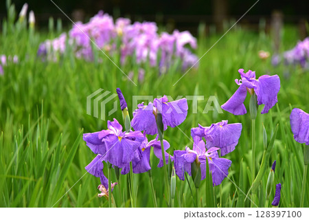 Flowers of irises Flowers of irises 128397100