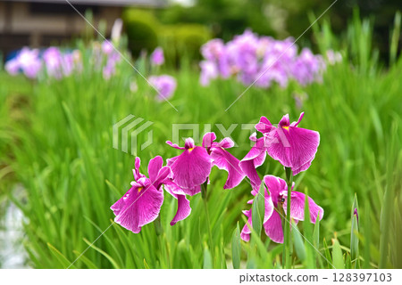 Flowers of irises 128397103