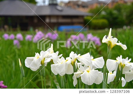 Flowers of irises 128397106
