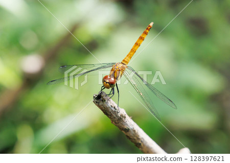 A summer darter resting on a branch A summer darter resting on a branch 128397621
