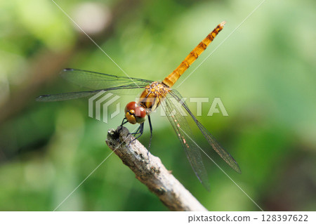 A summer darter resting on a branch A summer darter resting on a branch 128397622