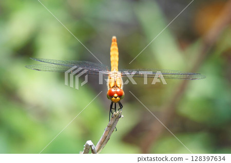A summer darter resting on a branch A summer darter resting on a branch 128397634