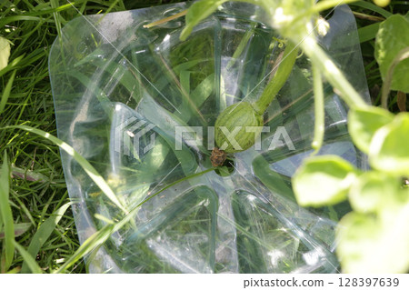 Prevents insect damage and rot in watermelons and promotes uniform coloring Prevents insect damage and rot in watermelons and promotes uniform coloring 128397639