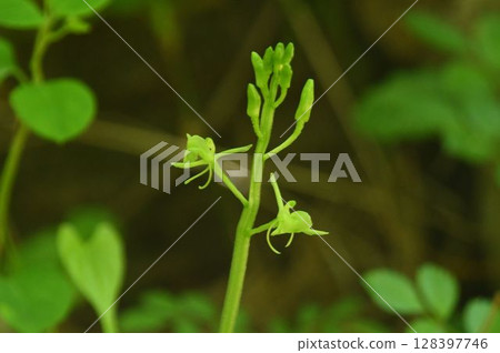 The flowers of the spider lily, which are not very noticeable but have cute pale green flowers, are found on Mt. Rokko. The flowers of the spider lily, which are not very noticeable but have cute pale green flowers, are found on Mt. Rokko. 128397746