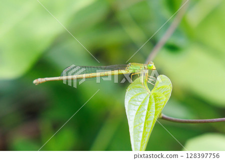 A dragonfly resting on a leaf 128397756