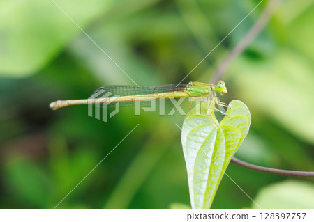 A dragonfly resting on a leaf 128397757