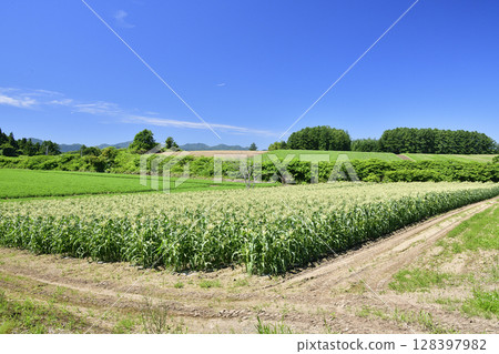 Photographing the scenery of a corn field in Assabu, Hokkaido in the summer 128397982