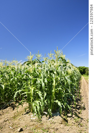 Photographing the scenery of a corn field in Assabu, Hokkaido in the summer Photographing the scenery of a corn field in Assabu, Hokkaido in the summer 128397984
