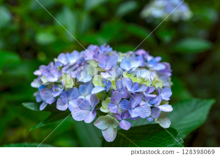 250708 Shinmei Shrine z003 250708 Shinmei Shrine z003 128398069