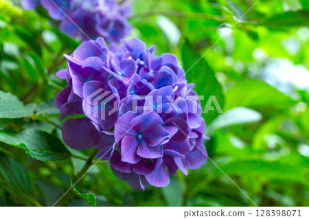 250708 Shinmei Shrine z009 250708 Shinmei Shrine z009 128398071