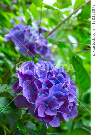 250708 神明神社 z010 128398072