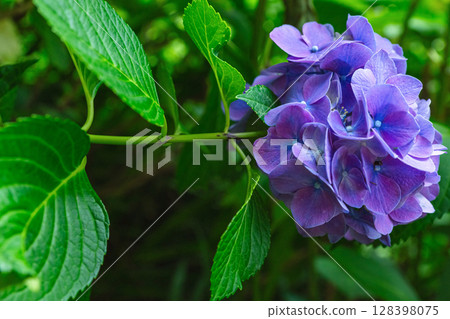 250708 Shinmei Shrine z014 250708 Shinmei Shrine z014 128398075