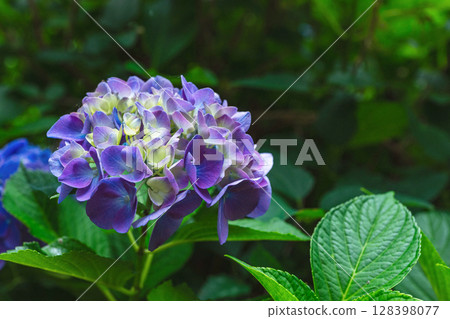 250708 Shinmei Shrine z017 250708 Shinmei Shrine z017 128398077