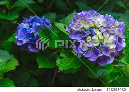 250708 神明神社 z020 128398080