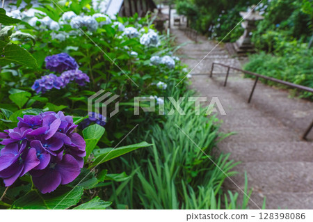 250708 Shinmei Shrine z026 250708 Shinmei Shrine z026 128398086