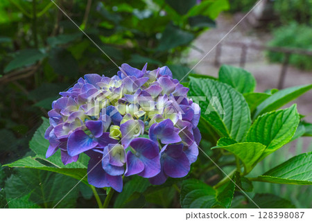 250708 Shinmei Shrine z027 250708 Shinmei Shrine z027 128398087