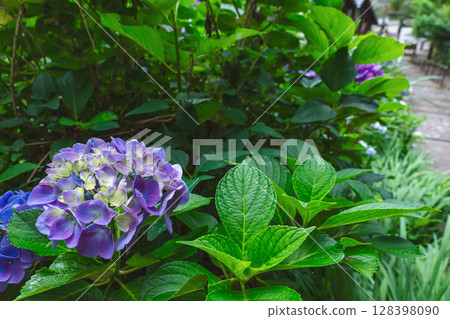 250708 Shinmei Shrine z029 128398090