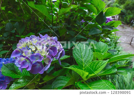 250708 Shinmei Shrine z030 250708 Shinmei Shrine z030 128398091