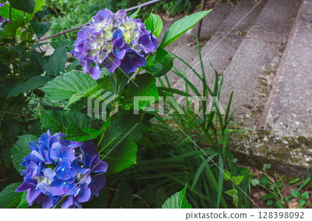 250708 Shinmei Shrine z031 250708 Shinmei Shrine z031 128398092