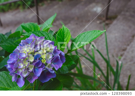 250708 Shinmei Shrine z032 250708 Shinmei Shrine z032 128398093