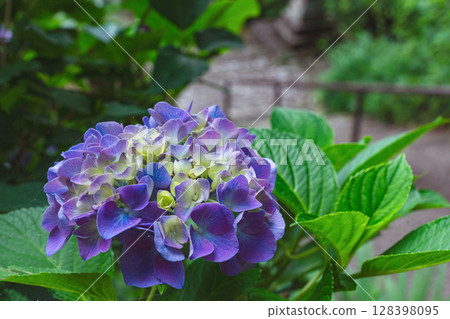 250708 Shinmei Shrine z035 250708 Shinmei Shrine z035 128398095