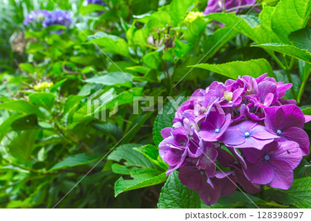 250708 Shinmei Shrine z037 128398097