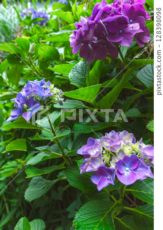 250708 Shinmei Shrine z039 128398098