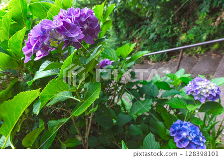 250708 Shinmei Shrine z044 250708 Shinmei Shrine z044 128398101