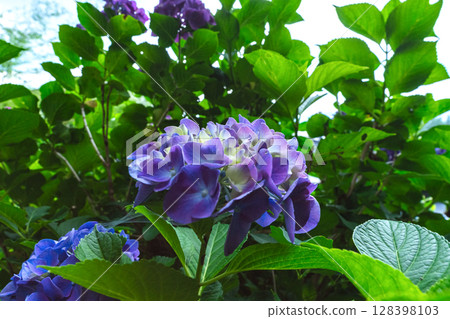 250708 Shinmei Shrine z046 128398103