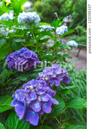 250708 Shinmei Shrine z053 128398107