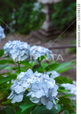 250708 Shinmei Shrine z064 128398116