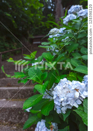 250708 Shinmei Shrine z071 250708 Shinmei Shrine z071 128398120